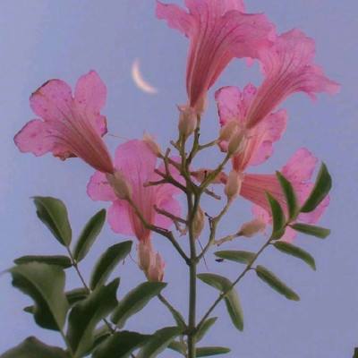 新笑傲江湖4399版下载